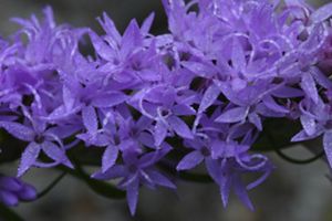 Purple wildflowers in bloom at Tiger Creek Preserve. 